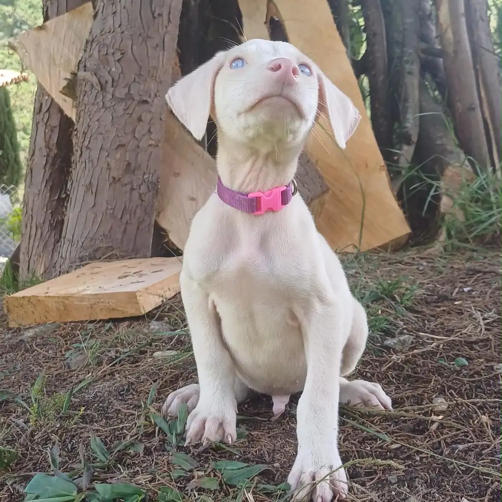 Dóberman albino hembra en Medellín