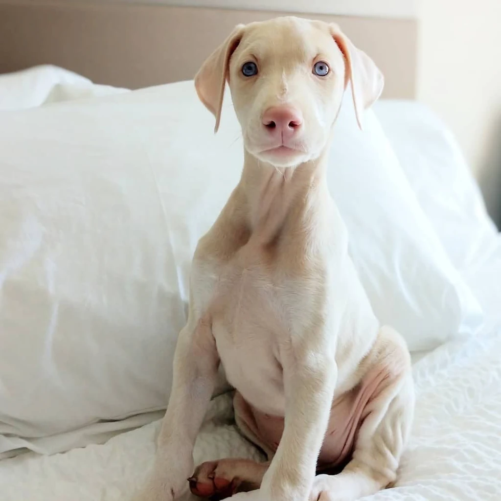 Dóberman albino macho en Medellín