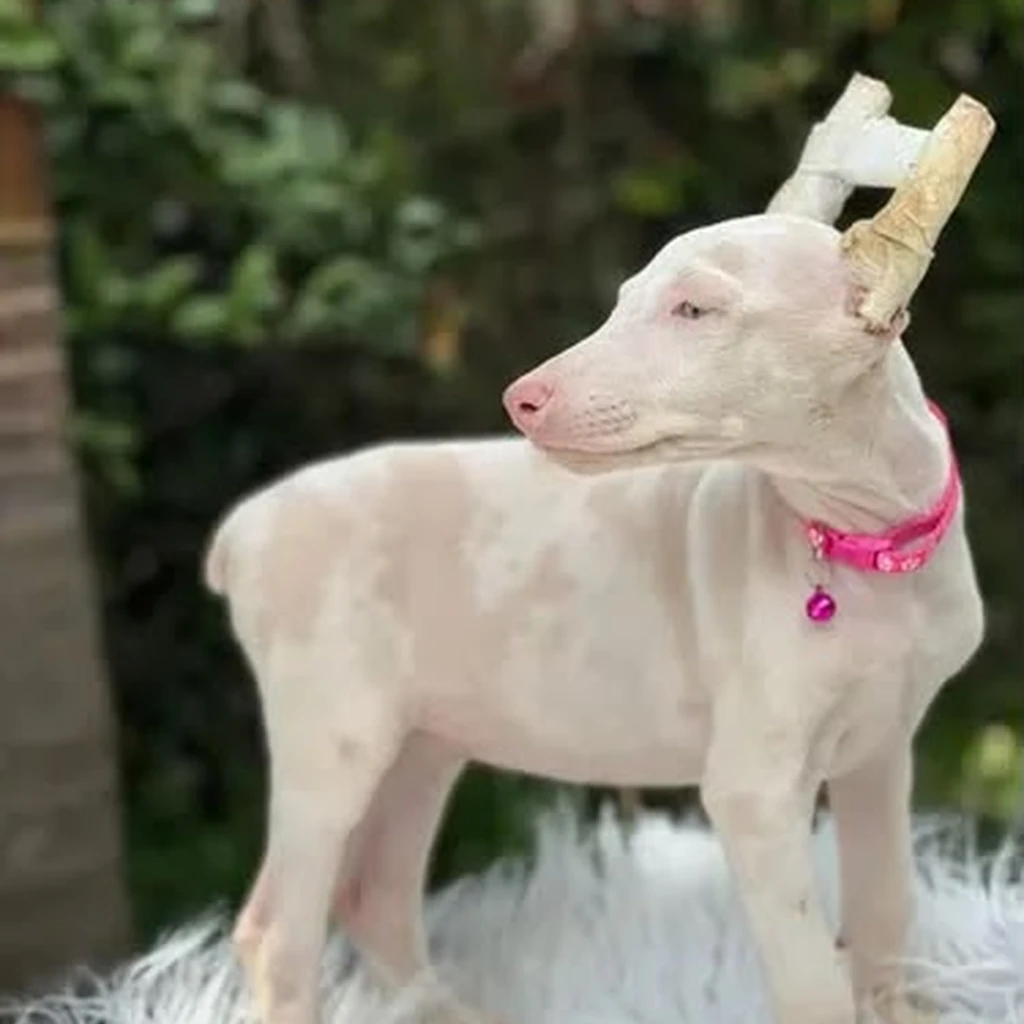 Dóberman Pink Merle