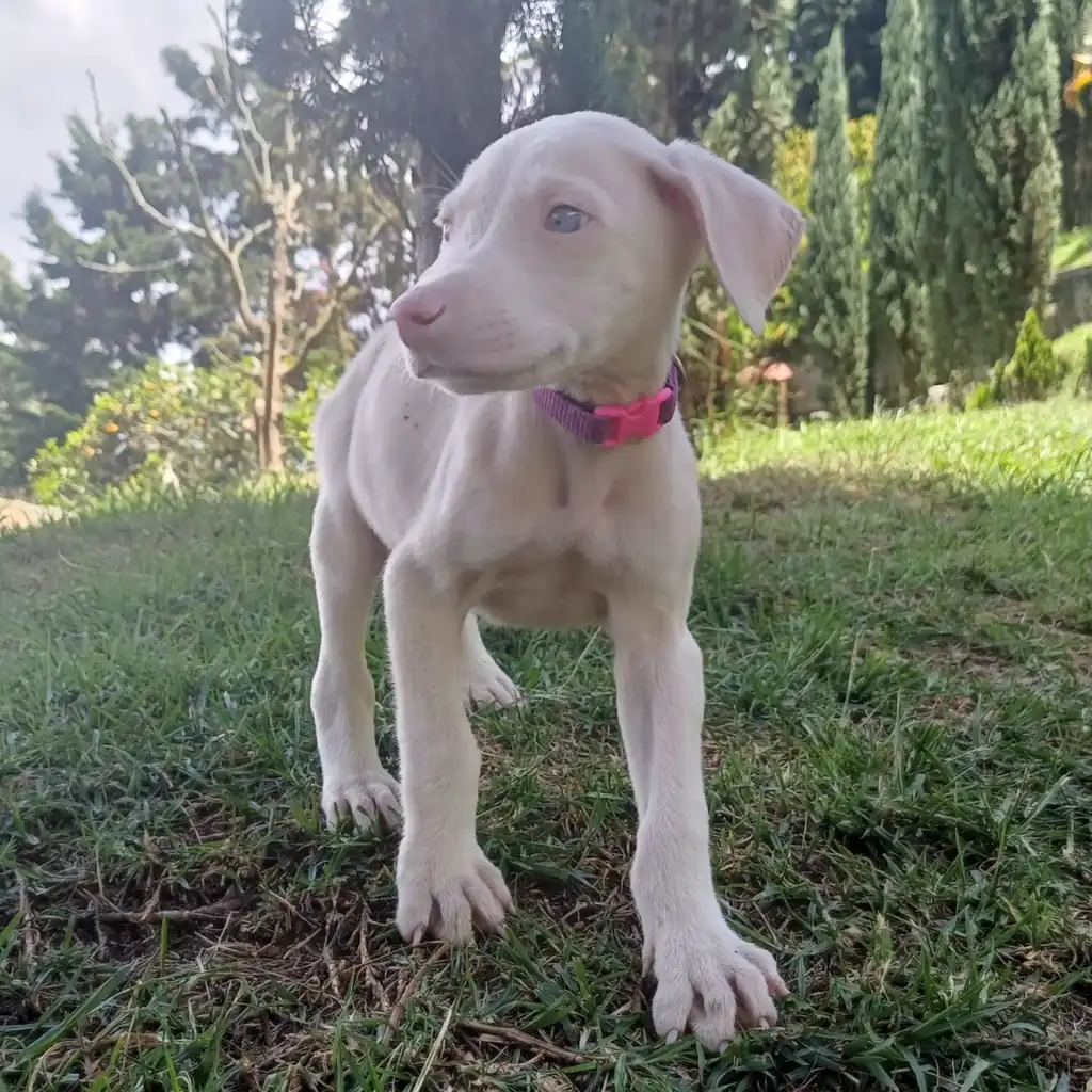 Hembra Dóberman Albino